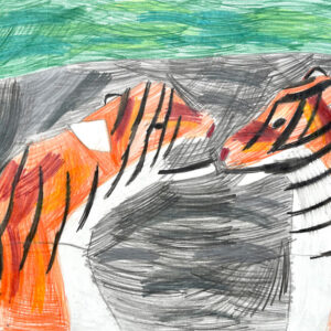 Coloured pencil drawing of two tigers by Tim Crnkovic