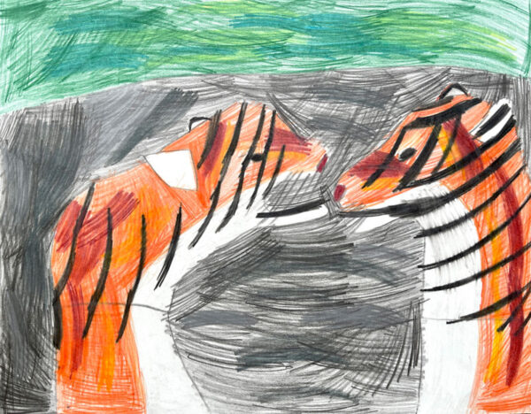 Coloured pencil drawing of two tigers by Tim Crnkovic